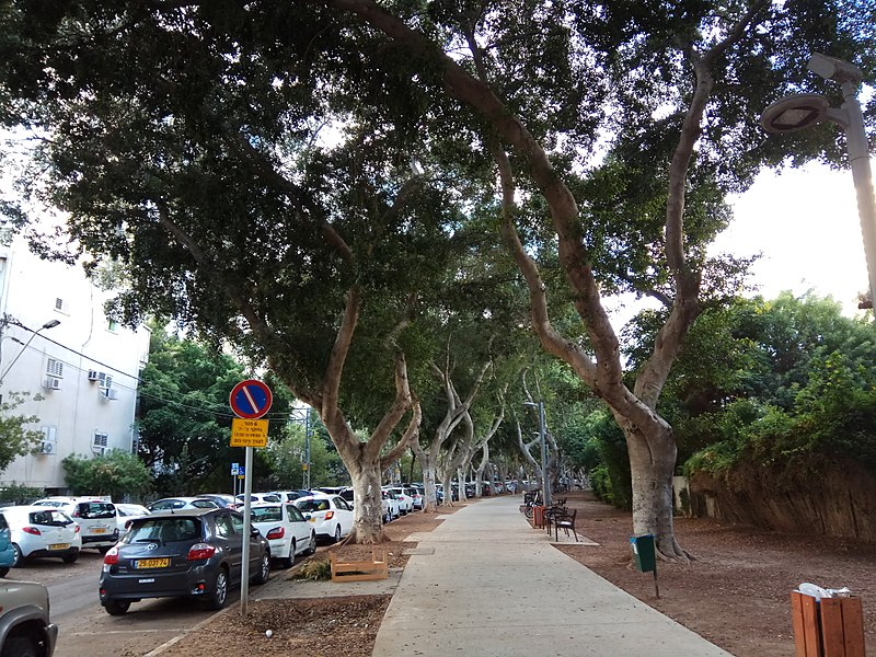 עצים בתל אביב
