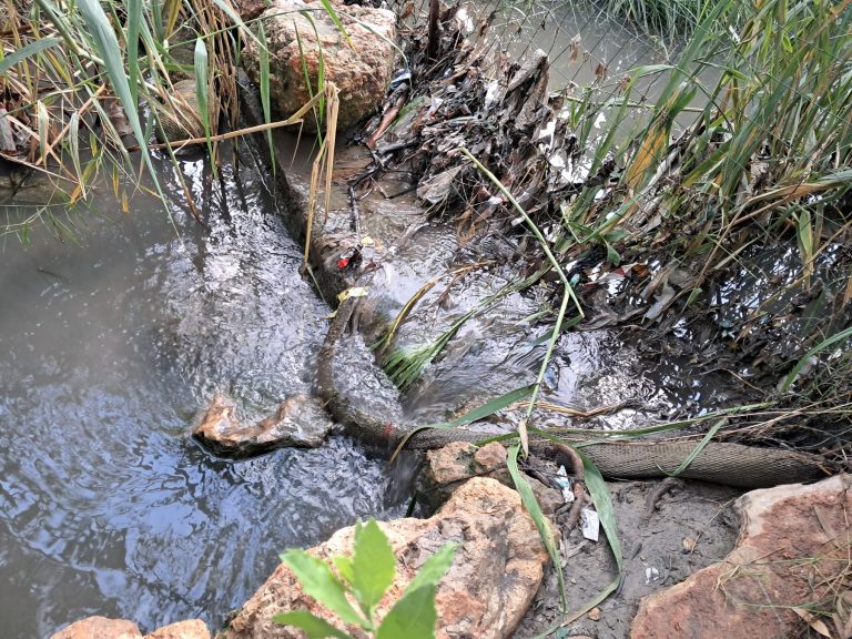 דיגומי מרץ 2026 – חיידקים צואתיים בנקזים של בני ברק, רמת גן, תל אביב והרצלייה