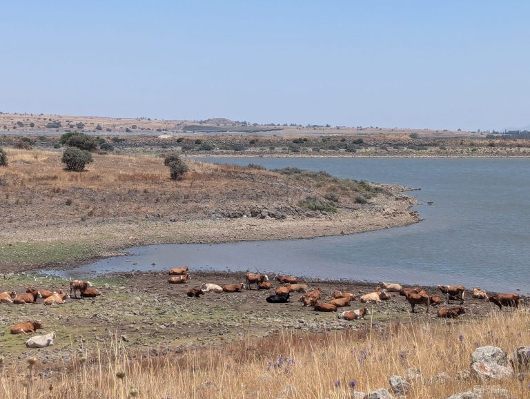 סקר "גיאוקרטוגרפיה" בהזמנת "צלול" – הציבור חצוי בשאלה האם יש משבר מים בישראל ואינו נוקט צעדים משמעותיים לחסכון במים