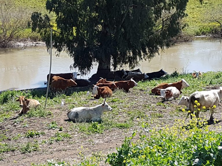 "צלול" למשרד החקלאות ורט"ג: "שקמו את השקתות והגדרות ומנעו הגעת בקר לנחלי הצפון"