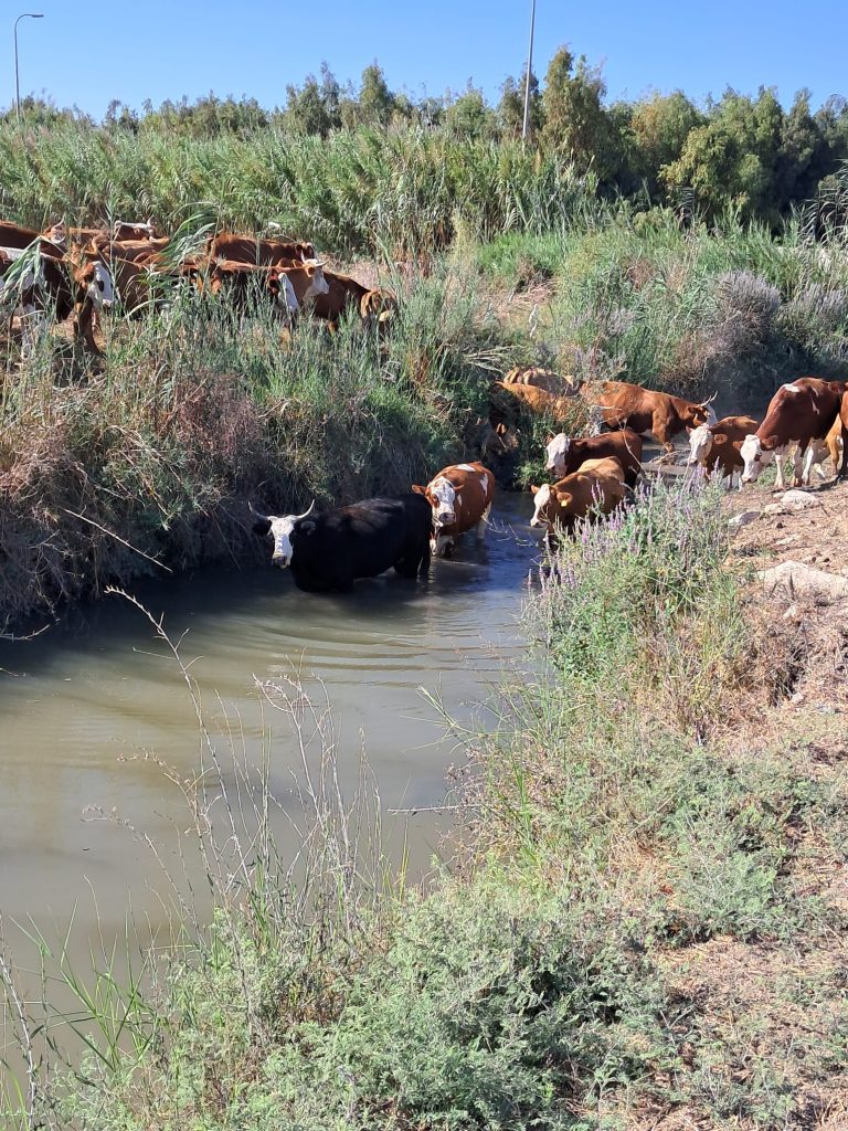 נייר עמדה: כל הדרכים לצמצום זיהום הנחלים והצורך בהטלת היטל הזרמה גם עליהם
